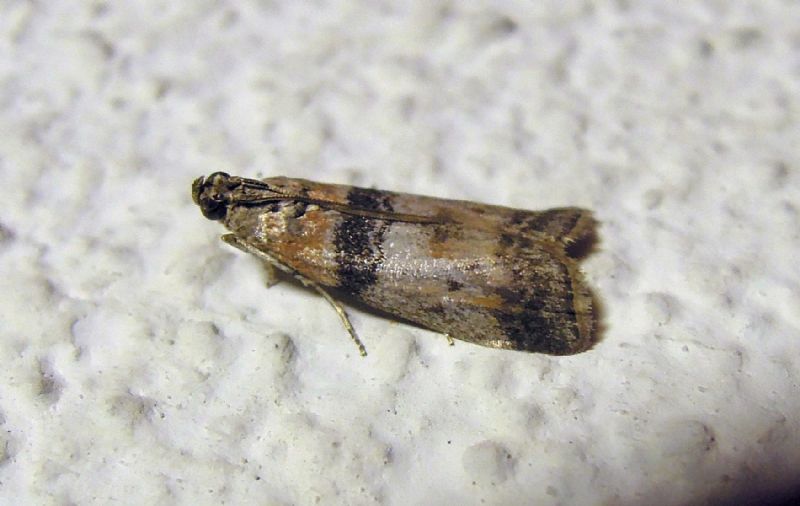 Sciota rhenella (Pyralidae), s